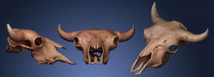 Bison Skull